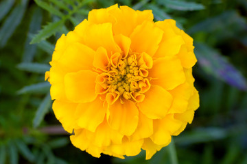 tagetes