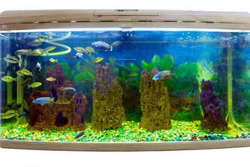 Naklejka premium Beautiful aquarium with tropical fish on a white background
