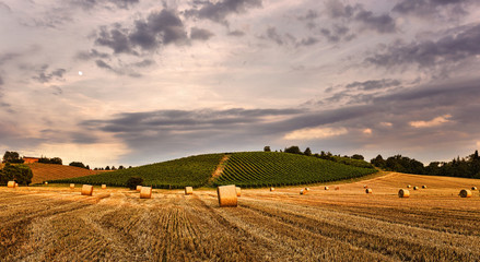 collina con vigna