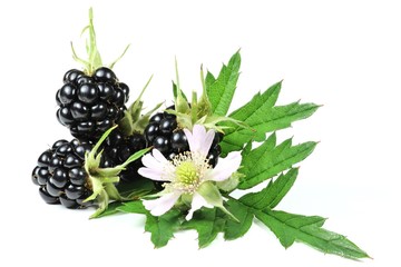 Brombeeren isoliert auf weißem Hintergrund © Björn Wylezich