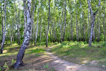 Birch forest / The path in the birch forest on a summer morning.