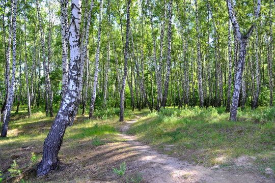 Fototapeta Birch forest / The path in the birch forest on a summer morning.
