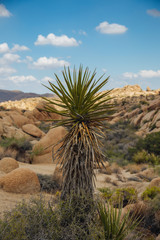 Jumbo Rocks in Joshua Tree