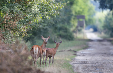 Hind with young deer