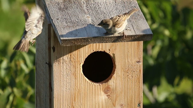 A small birds nesting in a nest box. Sparrows flying around the nest box and going inside of the nest box hole.