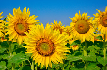 Fototapeta premium Young sunflowers bloom in field against a blue sky