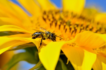 Honeybee collects nectar on the flowers of a sunflower