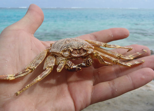 Crab in the hand