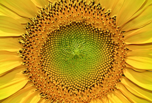 Structure of the seeds a young, blooming sunflower, close-up