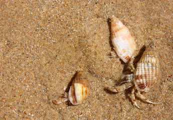 Hermit crabs