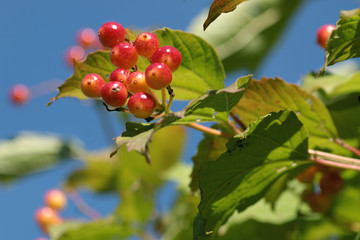 bunch of red berries on a bush