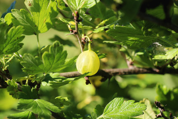 Obraz premium gooseberry bush berry