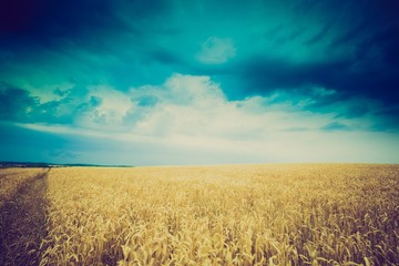 Obraz premium Vintage photo of storm clouds over wheat field