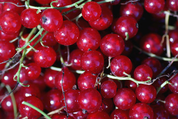 scattering of red currants
