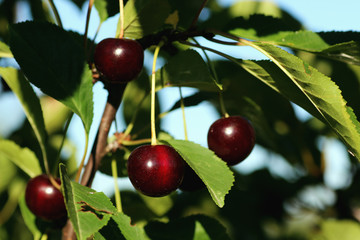 cherry berry on the bush