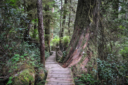 Hiking Tofino NP