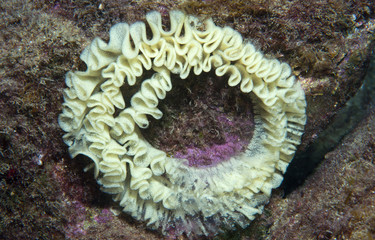 uova gialle di nudibranco