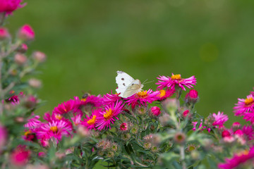 Gartenimpressionen