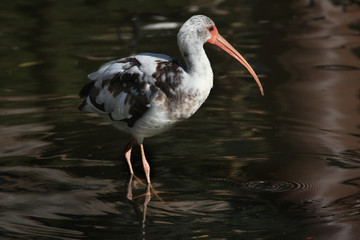 American white ibis (Eudocimus albus).