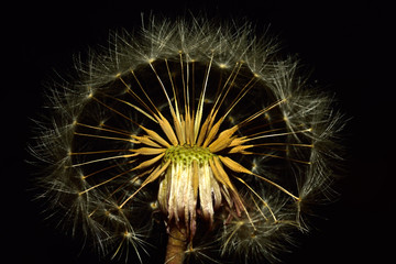 dandelion(Taraxacum)