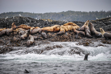 Sea lions