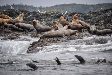 Wild sea lions