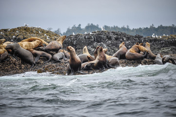 Sea lion colony