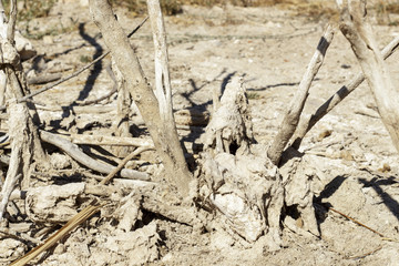 Fully dry vegetation covered by salt