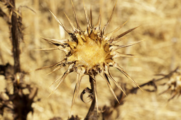 Close-up of a very dried thistle