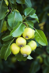 The wild pear-tree branch with fruits