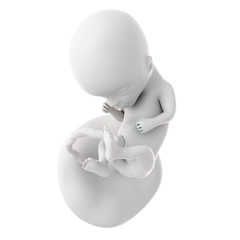 medically accurate illustration of a fetus week 14