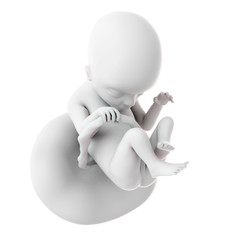 medically accurate illustration of a fetus week 18