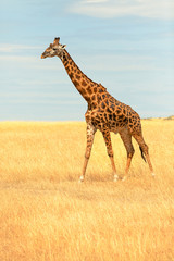 Giraffe in Masai Mara
