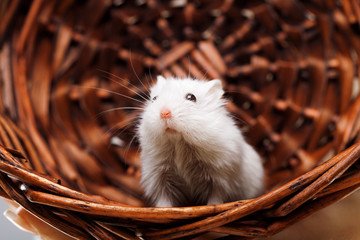 White mouse in basket