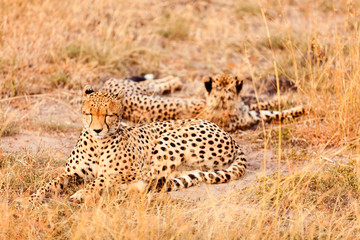 Cheetahs in Masai Mara