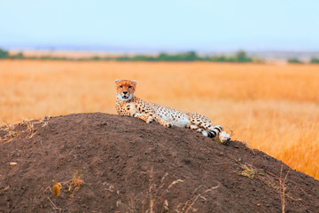 Male cheetah in Masai Mara
