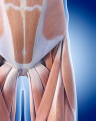 medically accurate illustration of pelvic anatomy