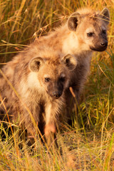 Obraz premium Baby Hyenas, Masai Mara