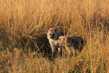 Baby Hyenas, Masai Mara