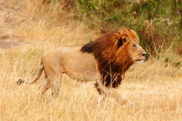 Fototapety  Male lion in Masai Mara