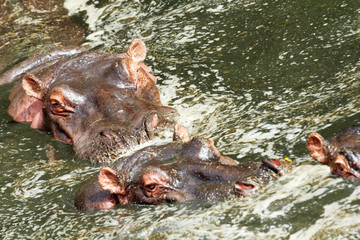 Fototapeta na wymiar Hippopotamus, Masai Mara