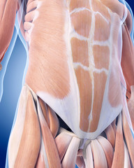 medically accurate illustration of the abdominal muscles