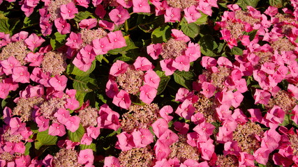pinkfarbige Hortensie vollformatig