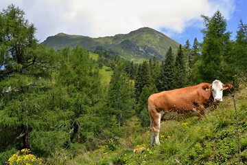 Fototapeta na wymiar Grazing cow in green in mountains