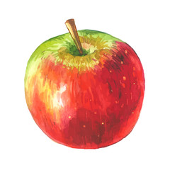  Apple. Vector illustration with watercolor fruit.