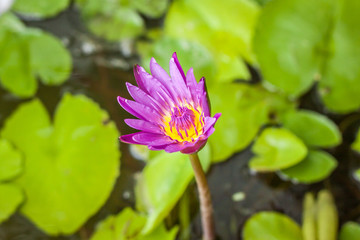lotus flower in chiangmai thailand