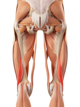 medically accurate illustration of the short biceps femoris