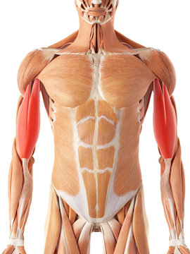 medically accurate illustration of the biceps