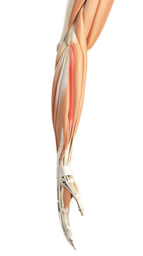 medically accurate illustration of the extensor carpi radialis brevis