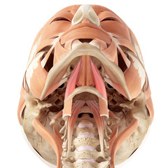 medically accurate illustration of the hyoglossus